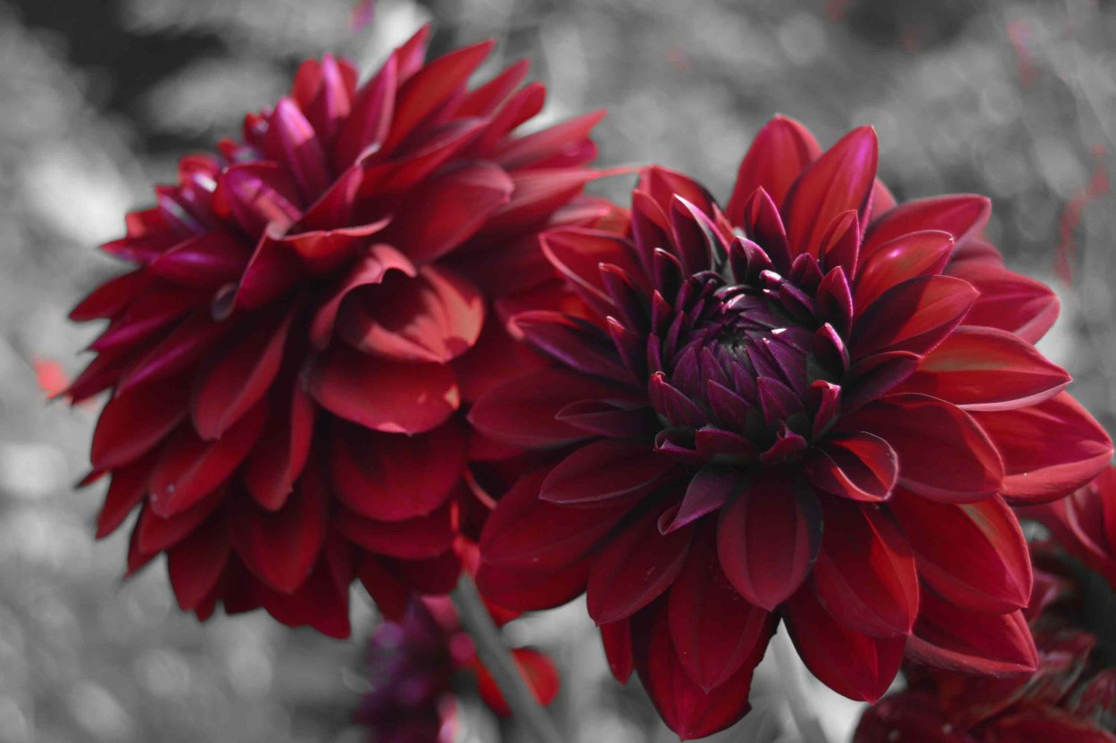 Георгин Бриндиси