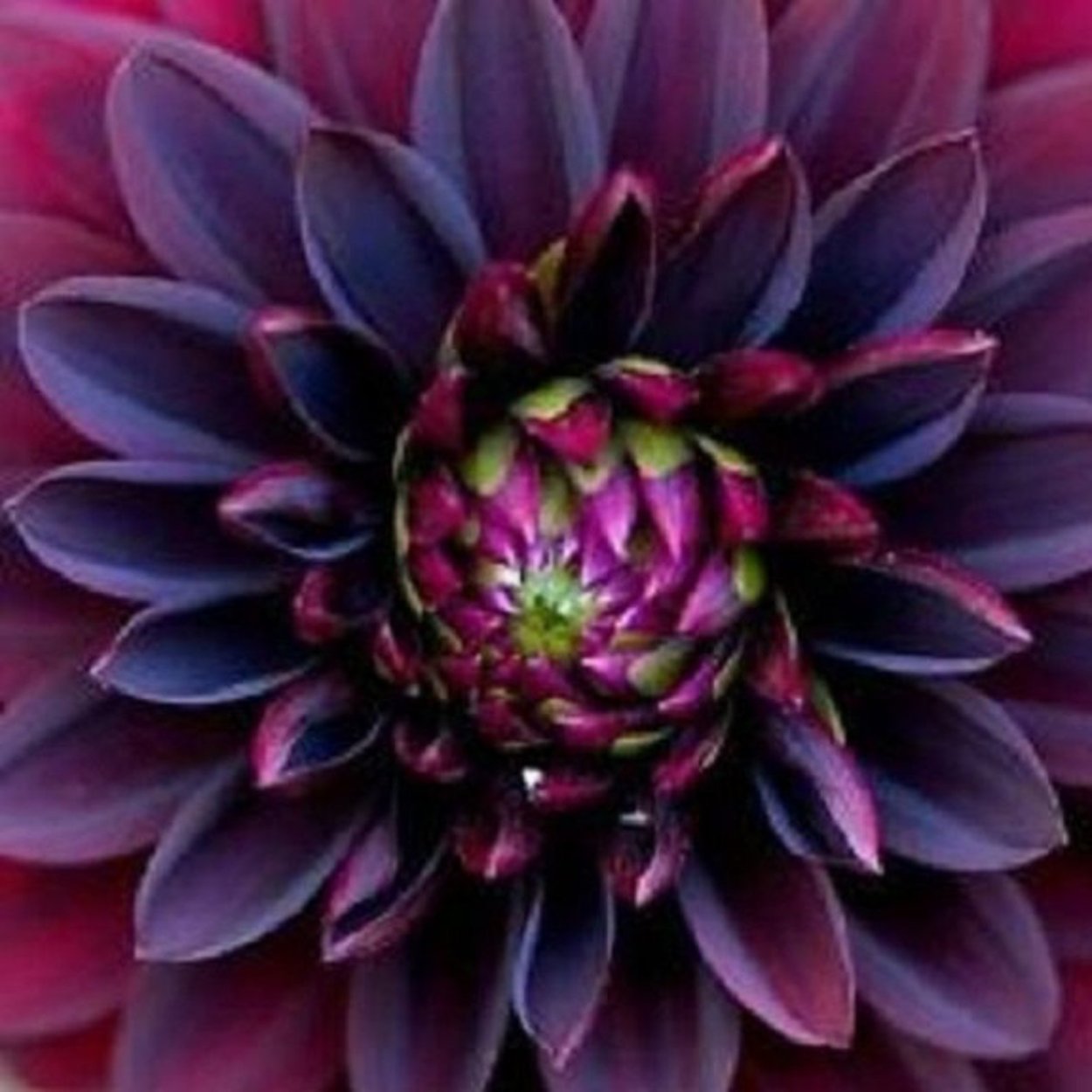 Черная георгина