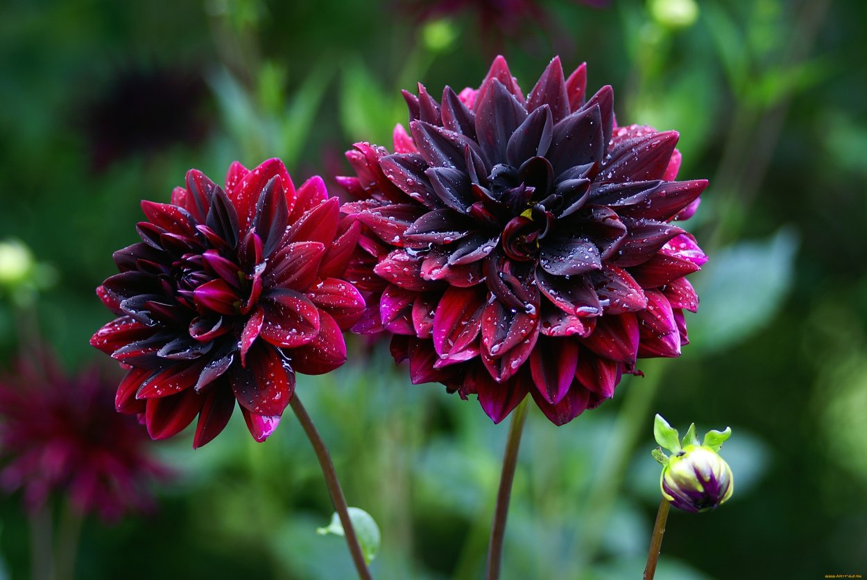 Черный георгин человек паук