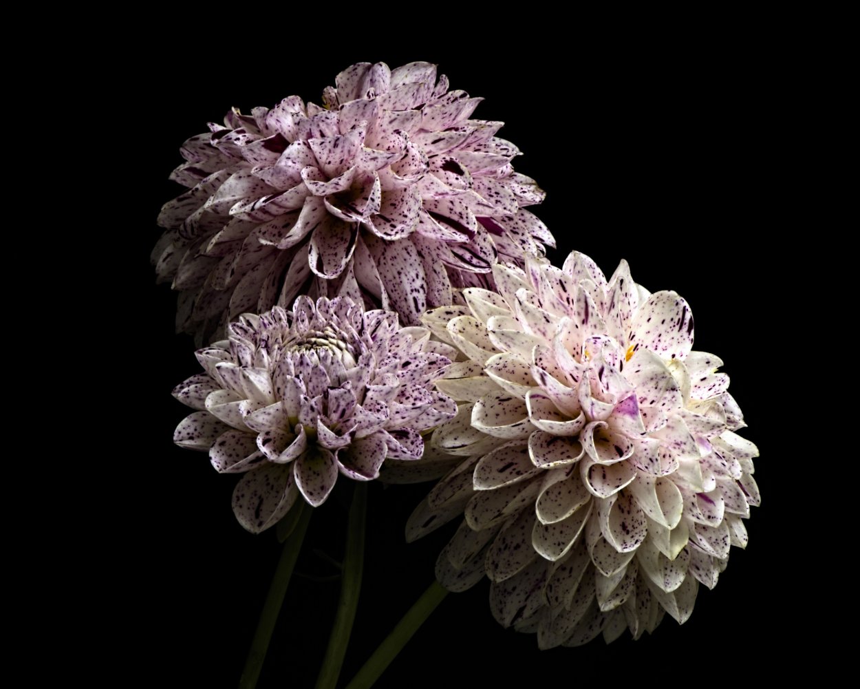 Георгины Дахлия