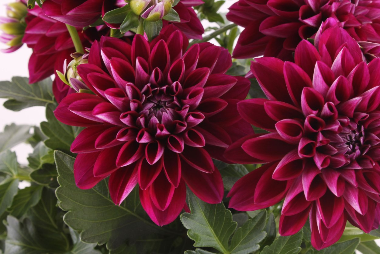 1600 720 Обои цветы тёмные