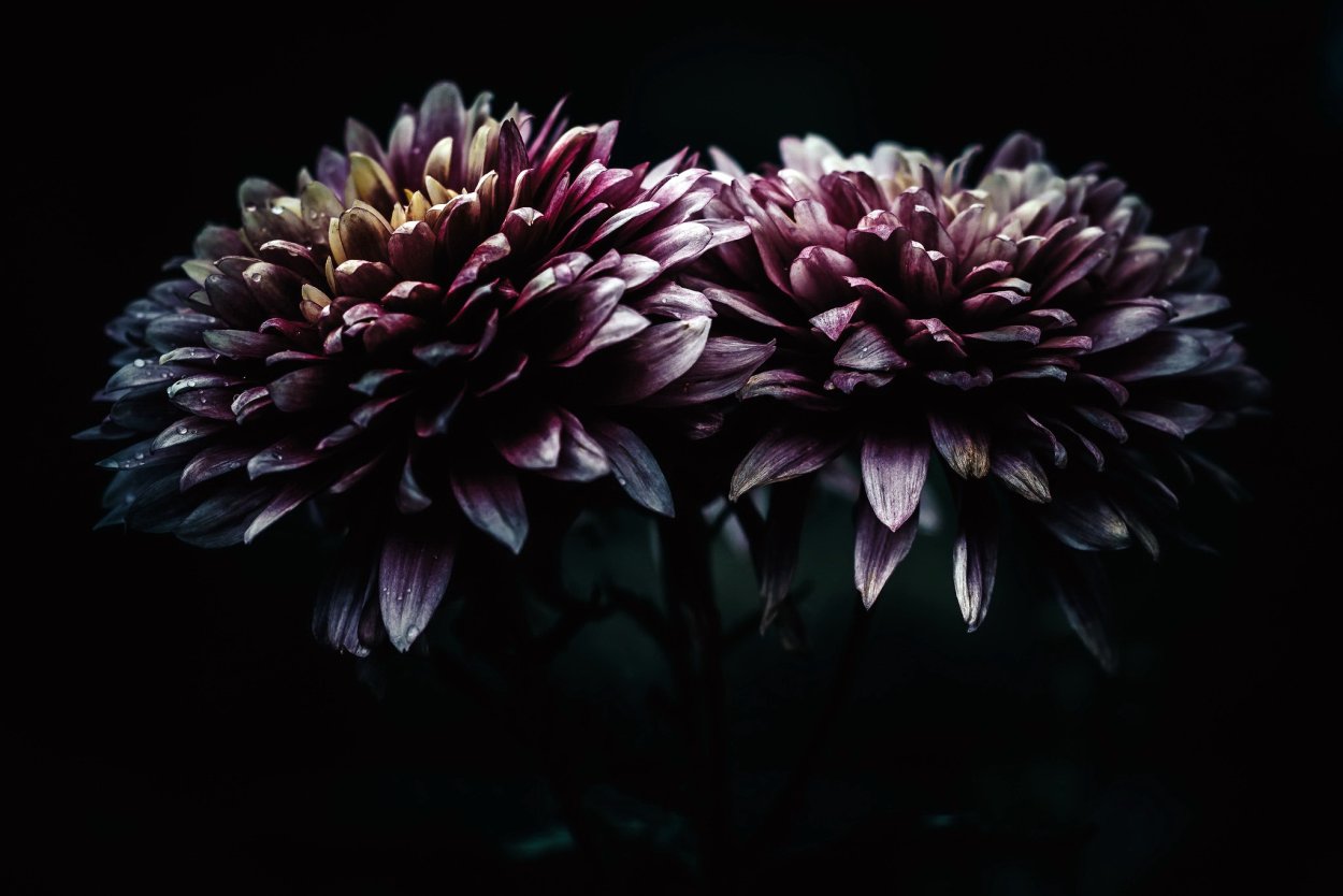 Эрин Бензакейн георгины