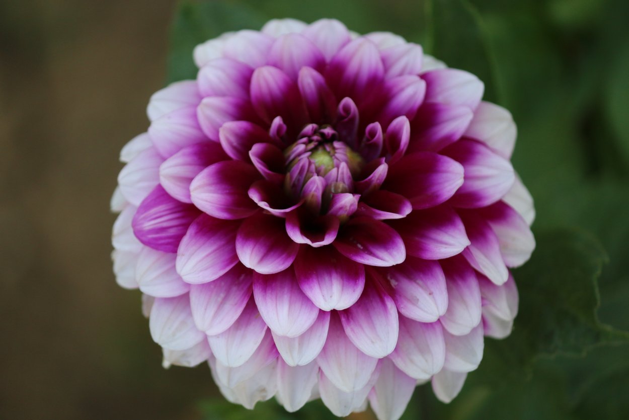 Георгин Эвелин букет