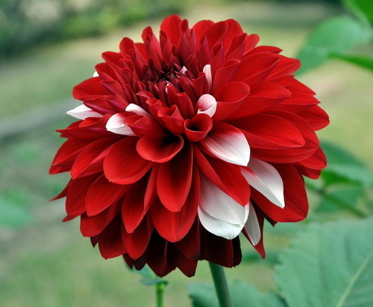 Георгин Вилли Джейсон