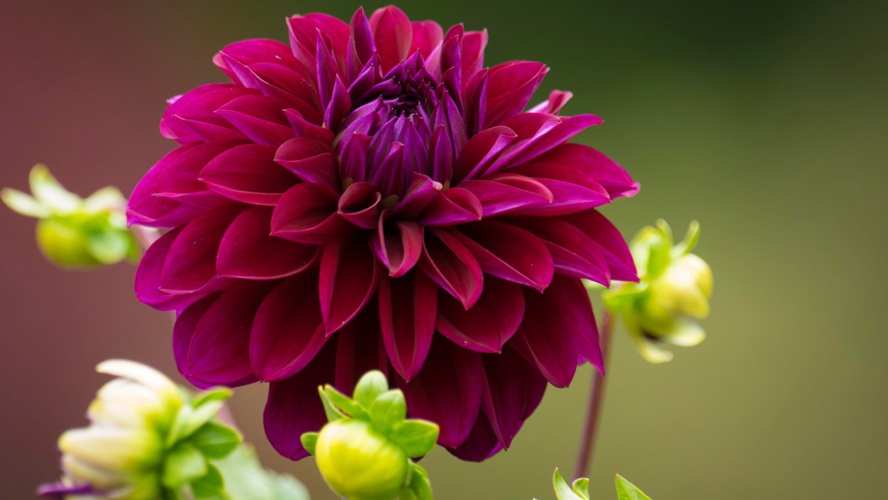 Георгин на черном фоне