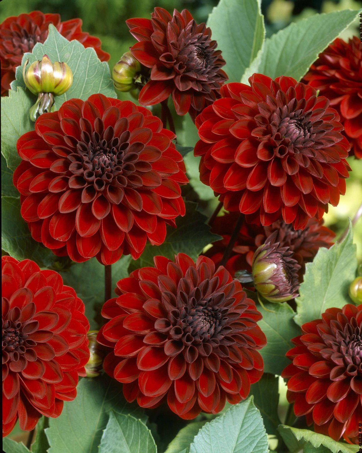 Георгина Ребекказ Уорлд