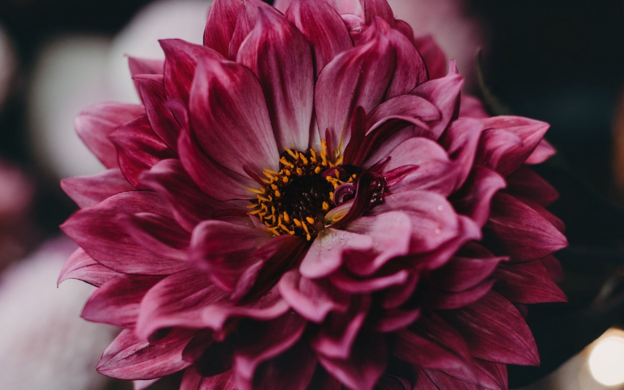 Георгины Эстетика