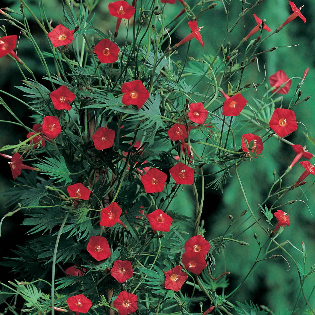 Пуансеттия Euphorbia pulcherrima