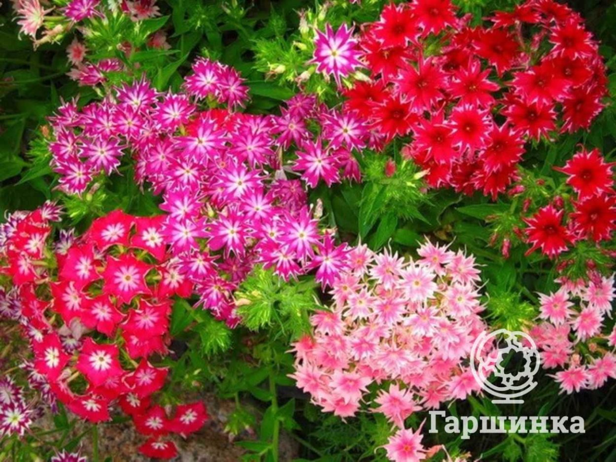 Стапелия Вариегата