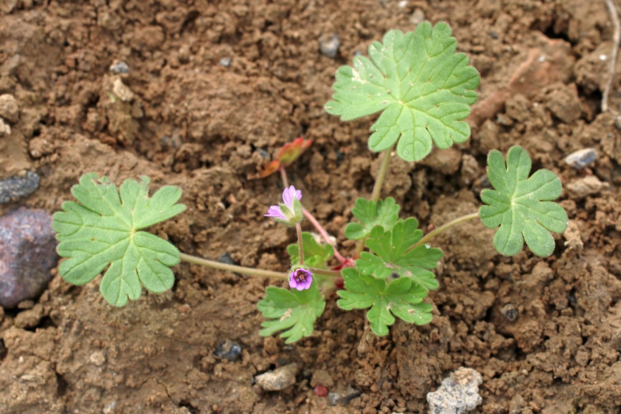 Герань маленькая (Geranium pusillum l.)