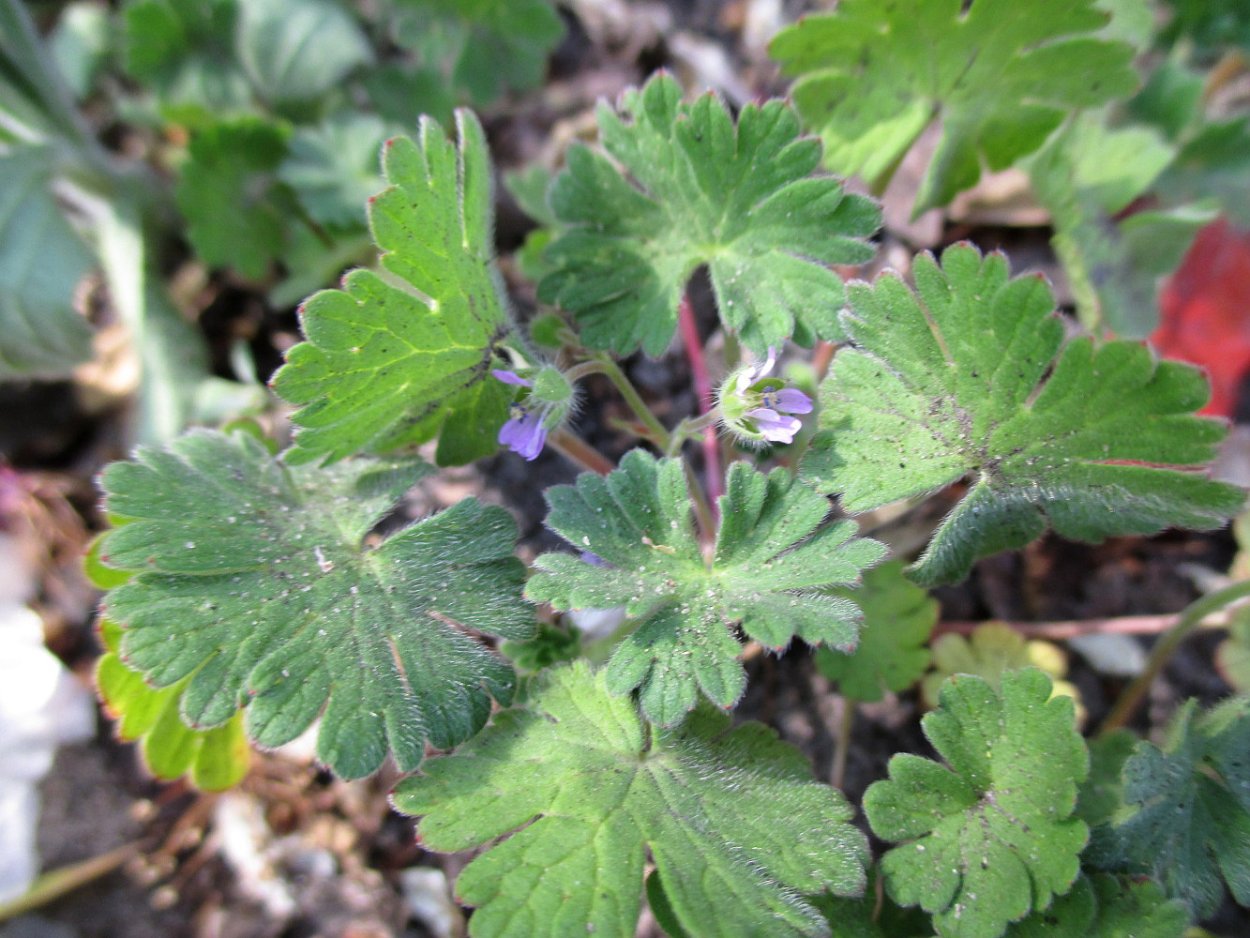 Герань сорная