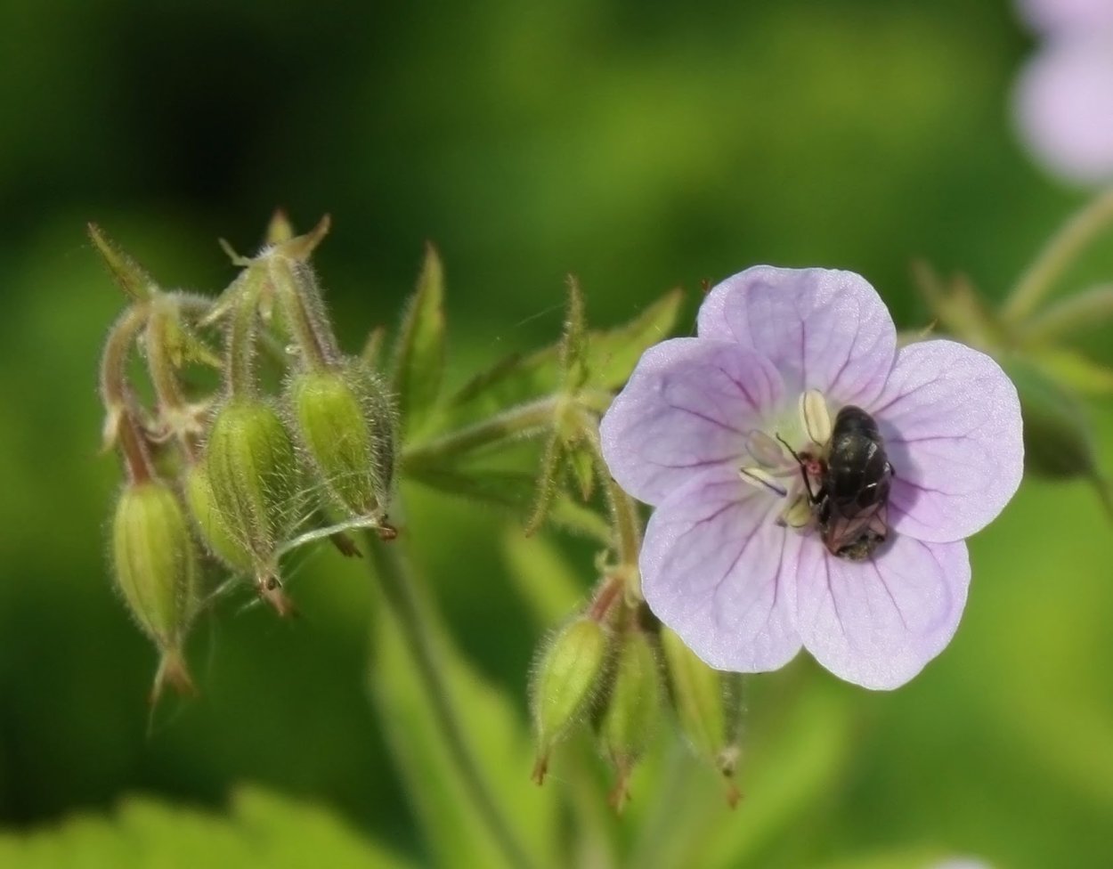 Герань Болотная плод