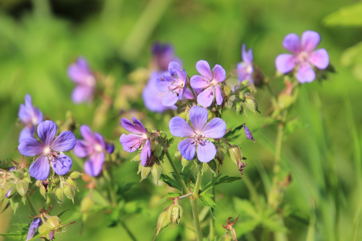 Герань Лесная (geraniumsilvaticum)