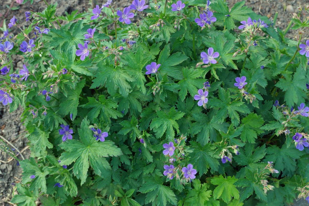 Erodium cicutarium журавельник цикутовый