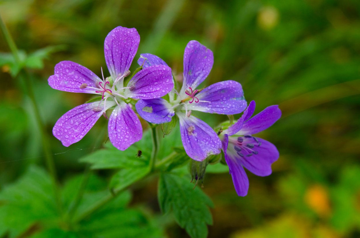 Герань Лесная листья