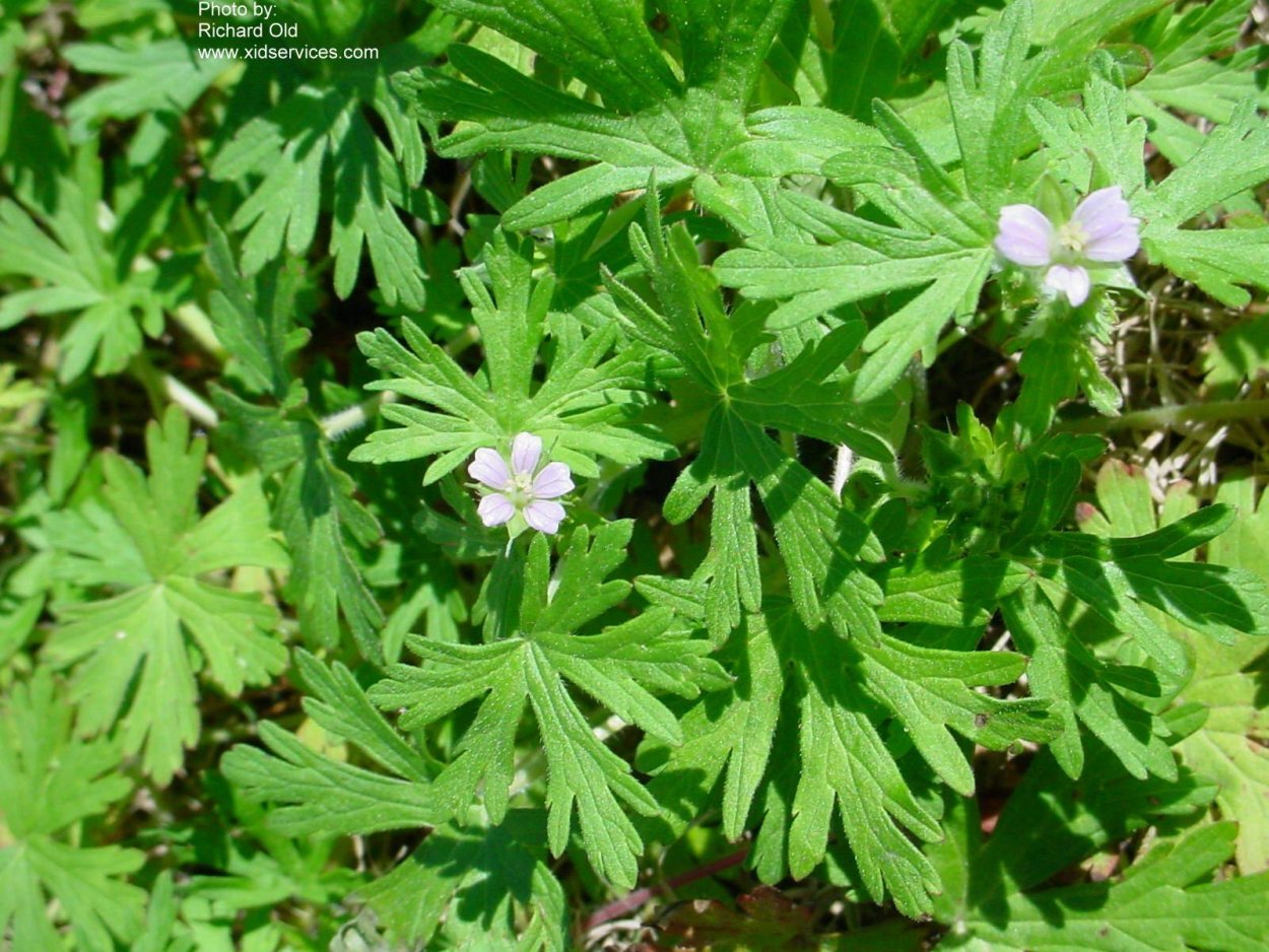 Geranium carolinianum