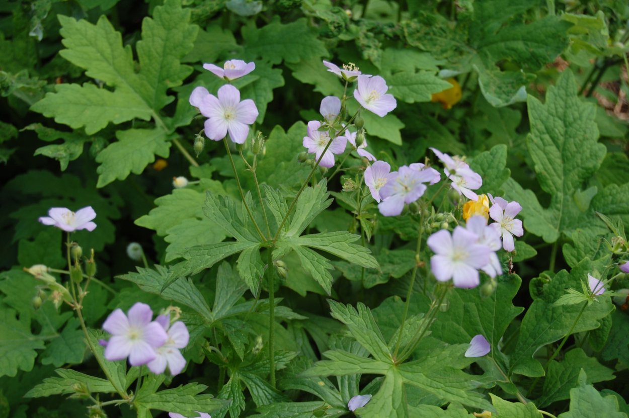 Герань Луговая осенью