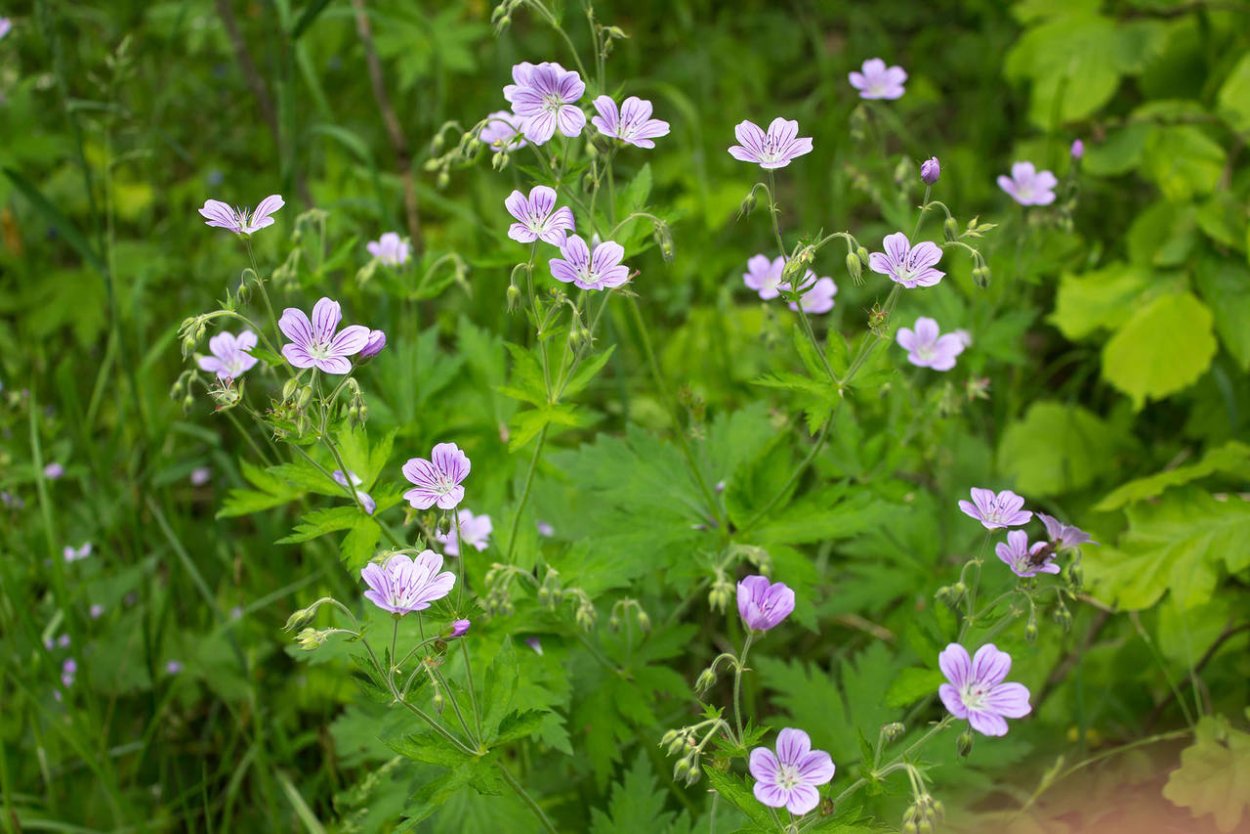 Сила природы трава герань Луговая 50 г
