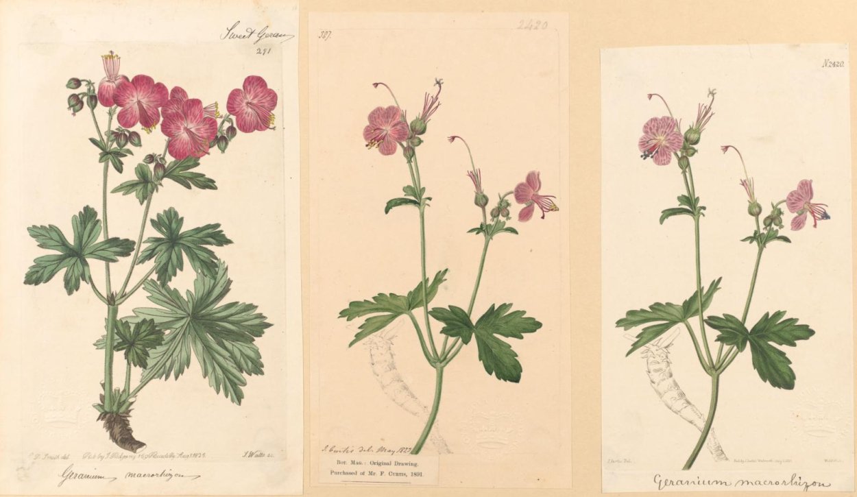 Сорняк с фиолетовыми цветочками