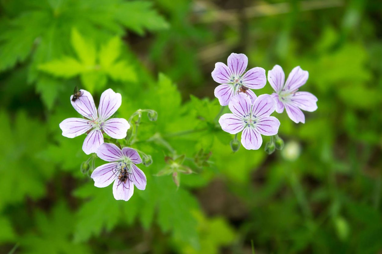 Душистая пеларгония odoratissimum