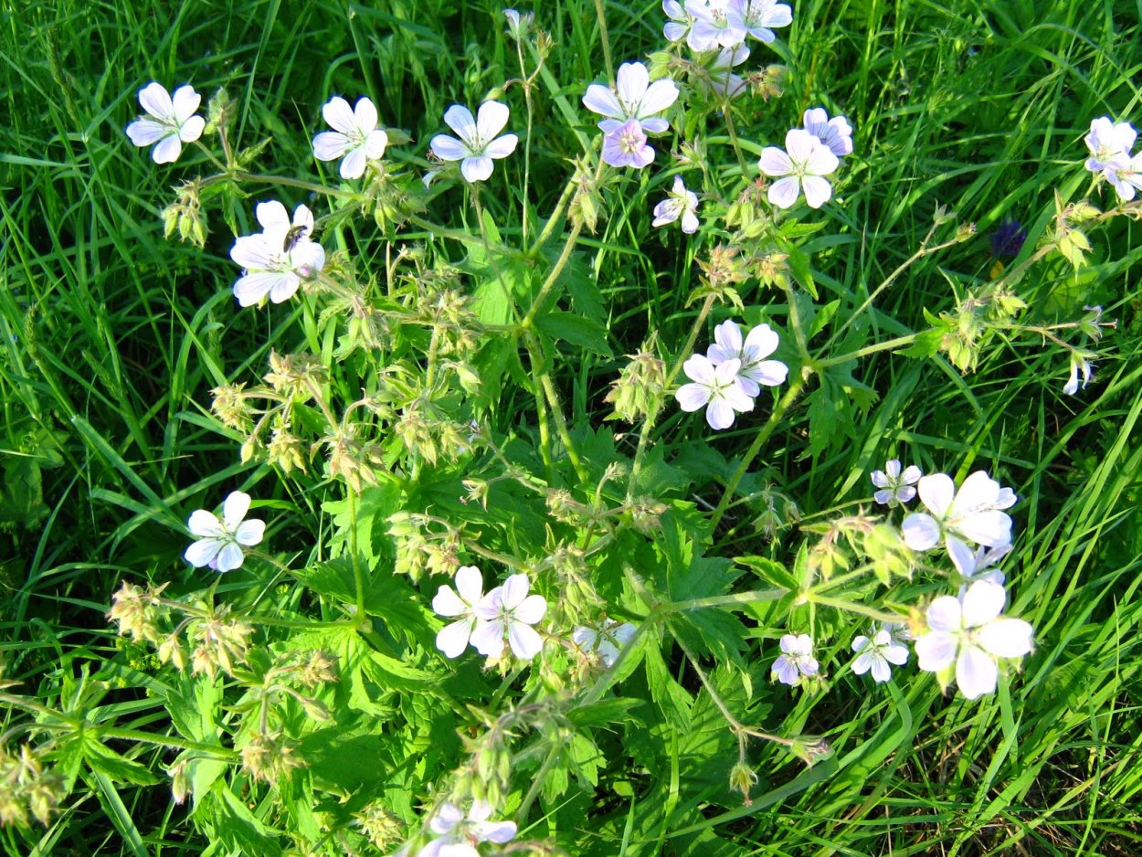 Герань Лесная Альба