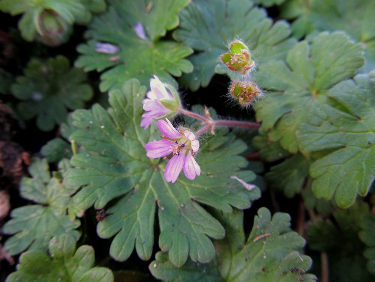Geranium macrorrhizum Spessart
