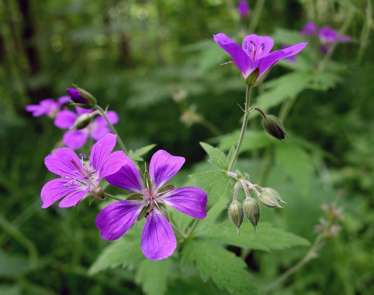 Герань ползучая