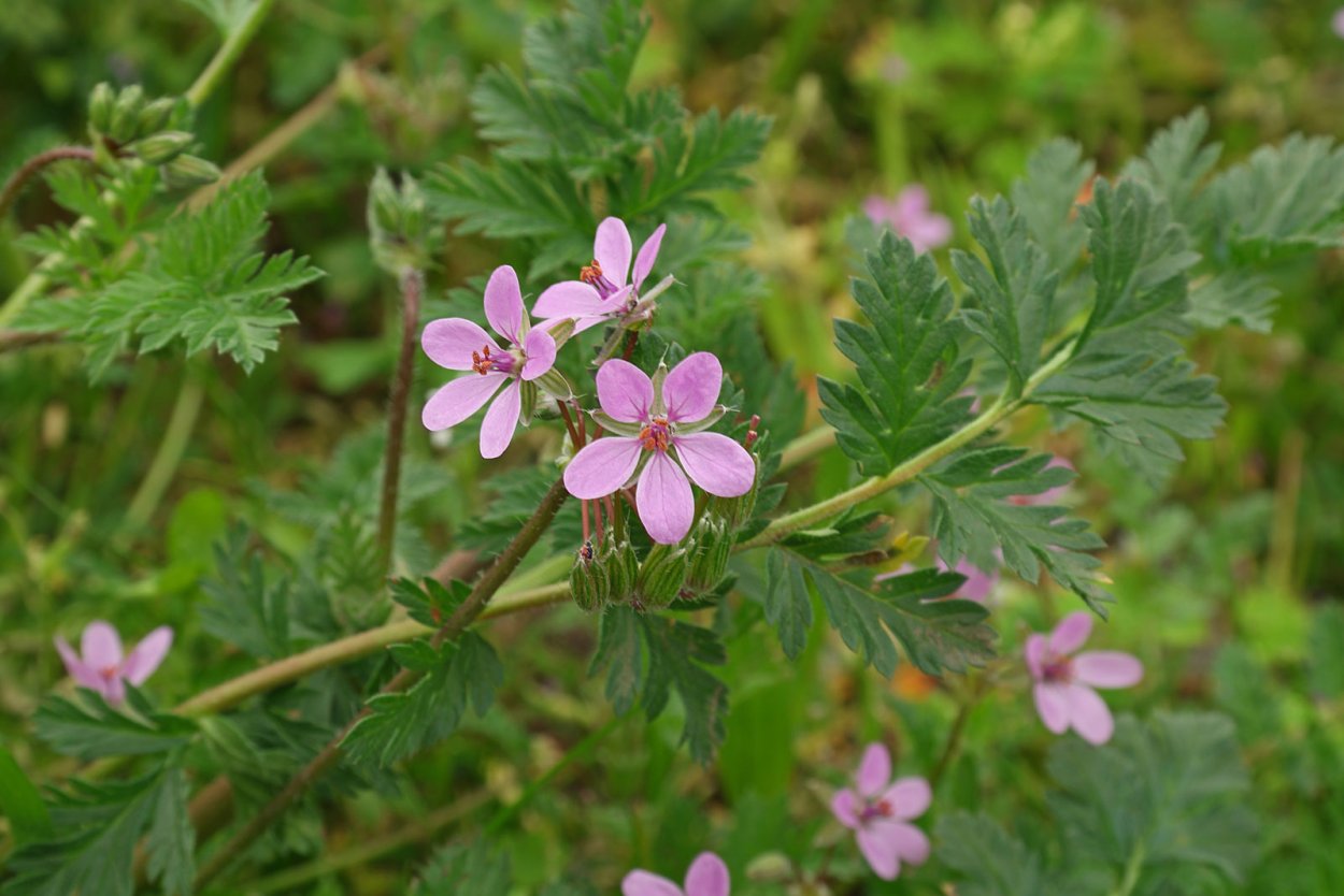 Герань кроваво-красная Дикая