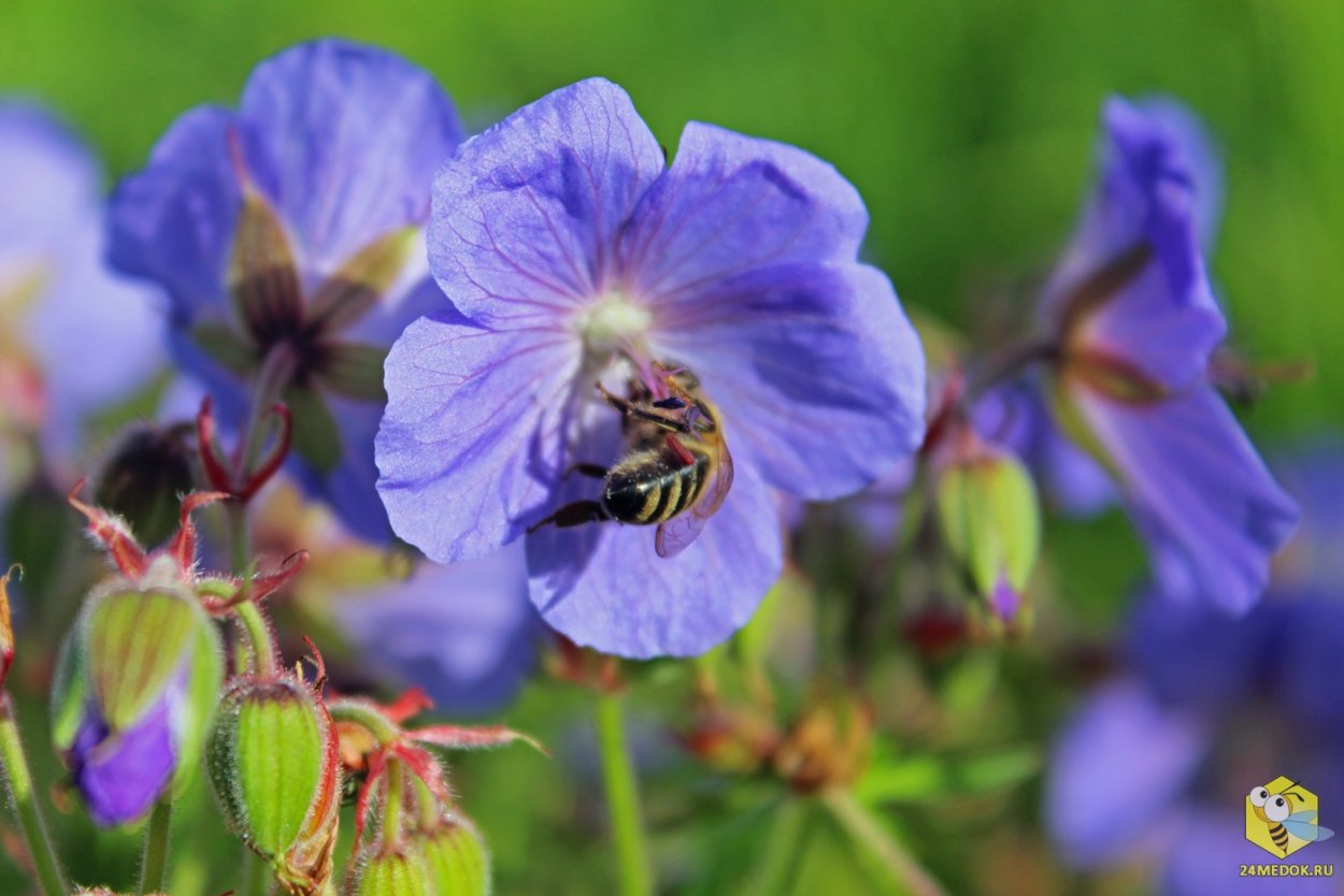 Герань Лесная Альба