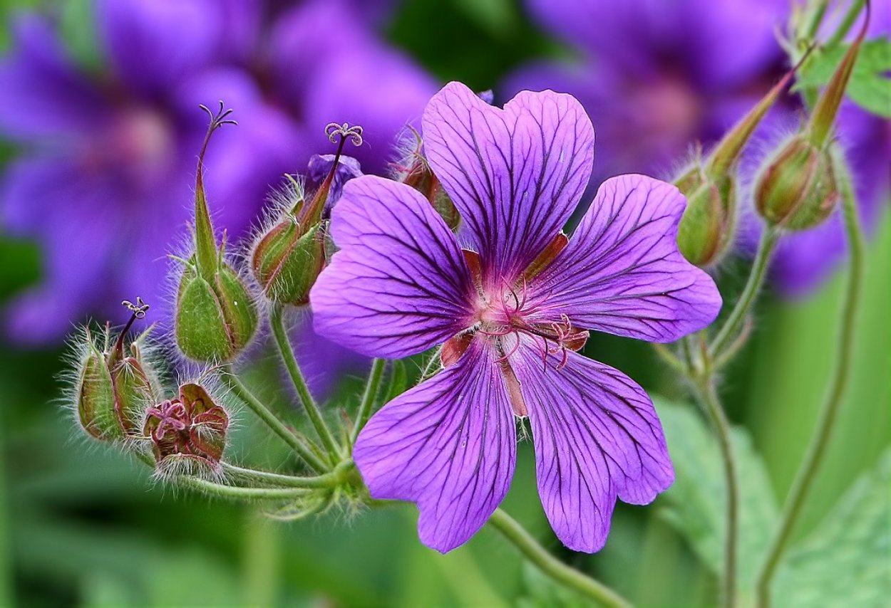 Герань Луговая