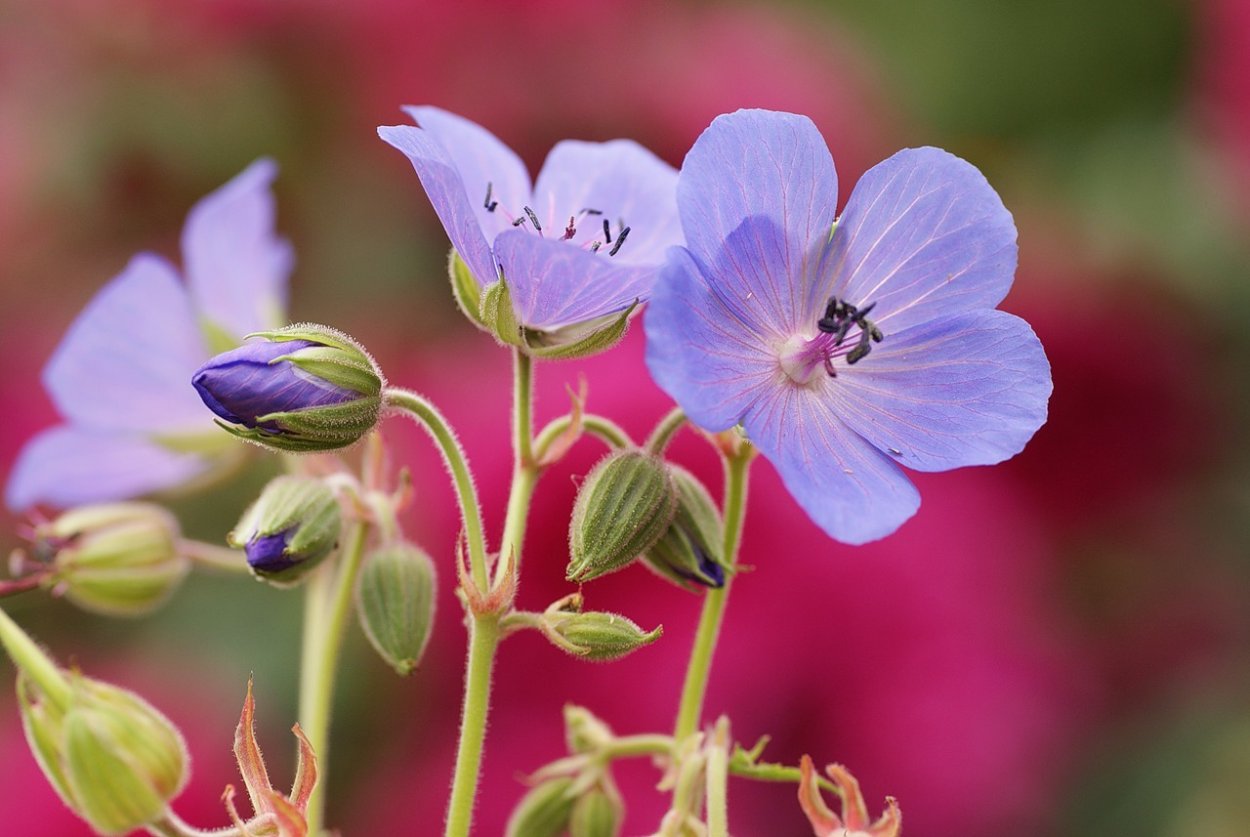 Герань аистник