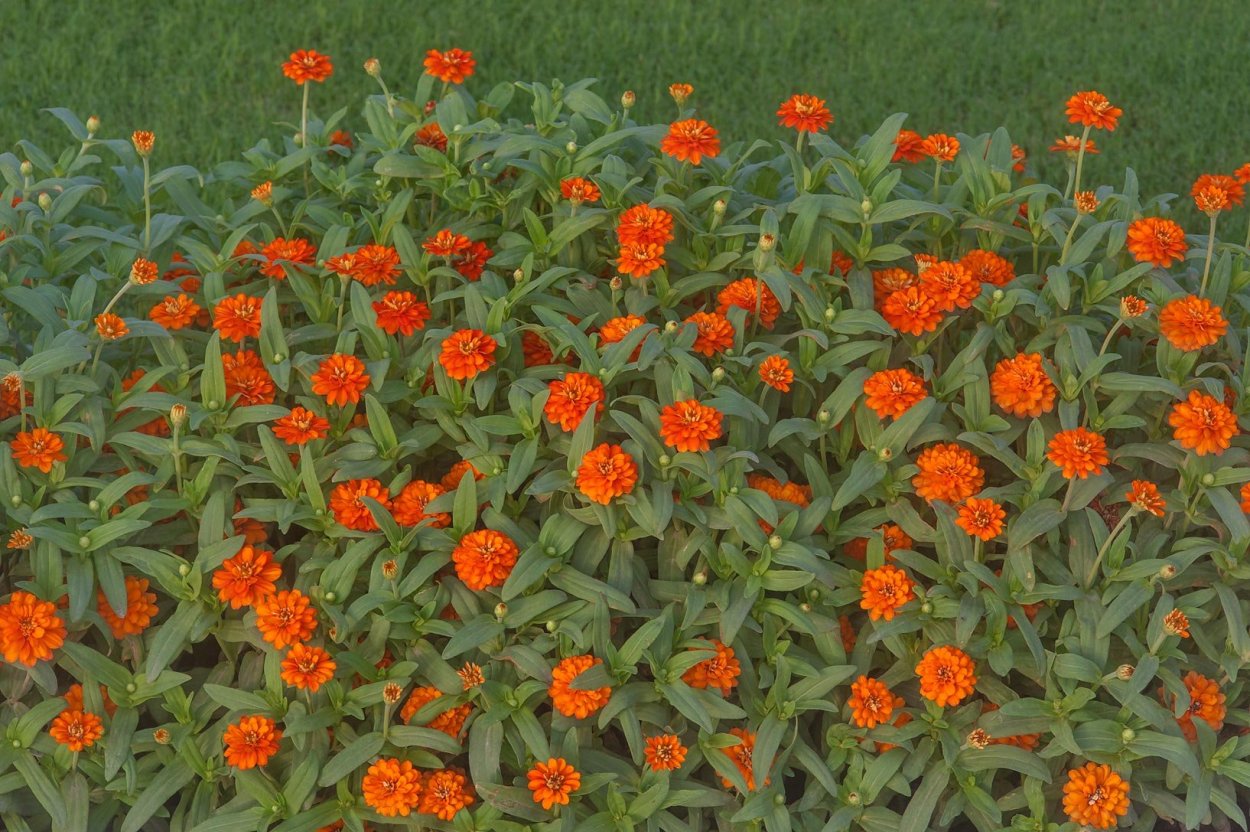 Zinnia angustifolia