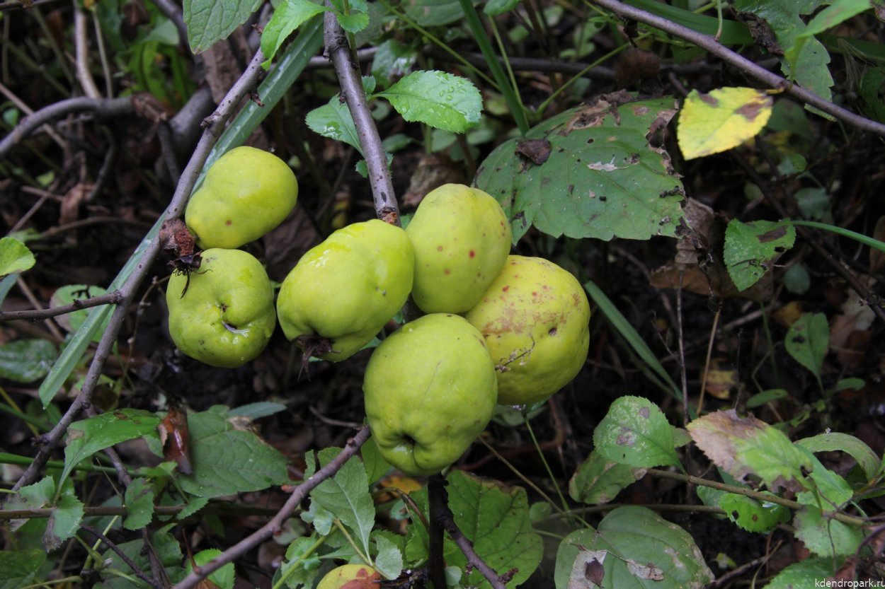 Айва зеленая