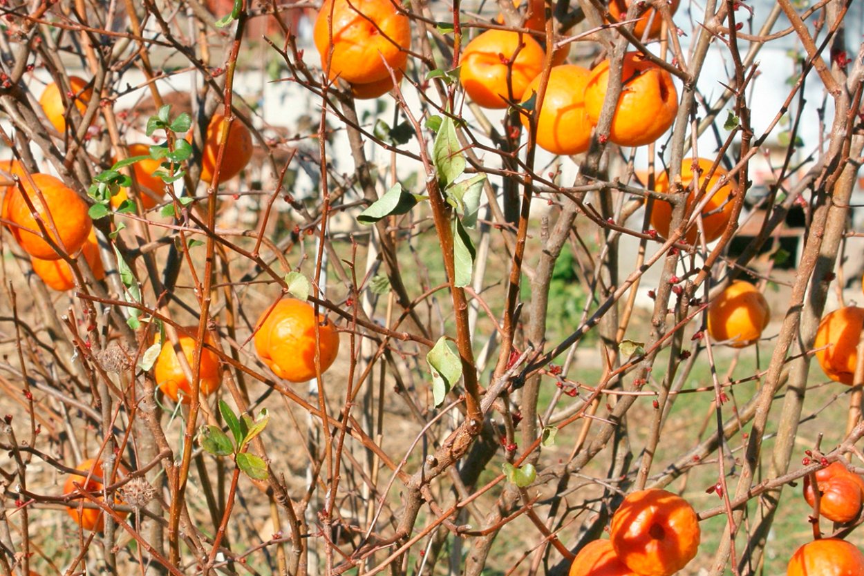 Айва кустарник плоды