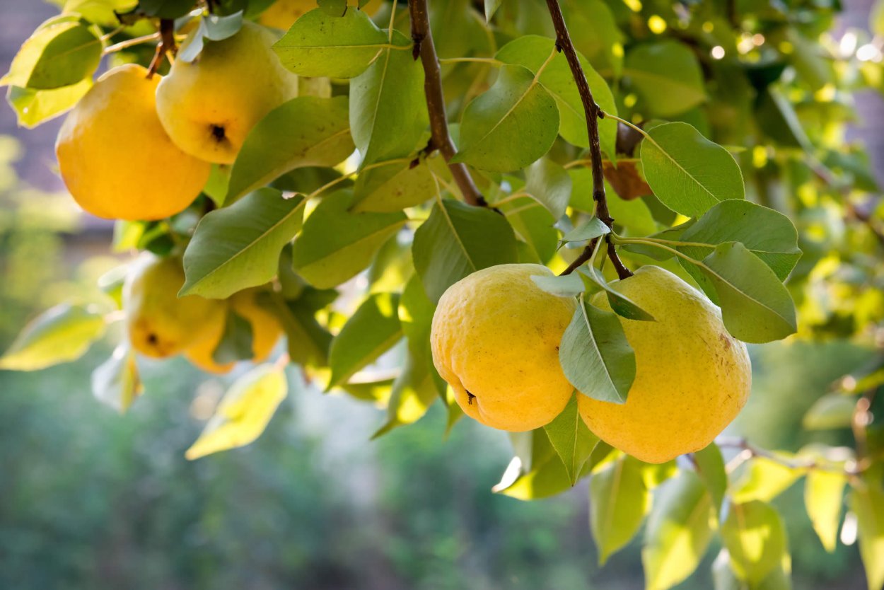 Айва на белом фоне