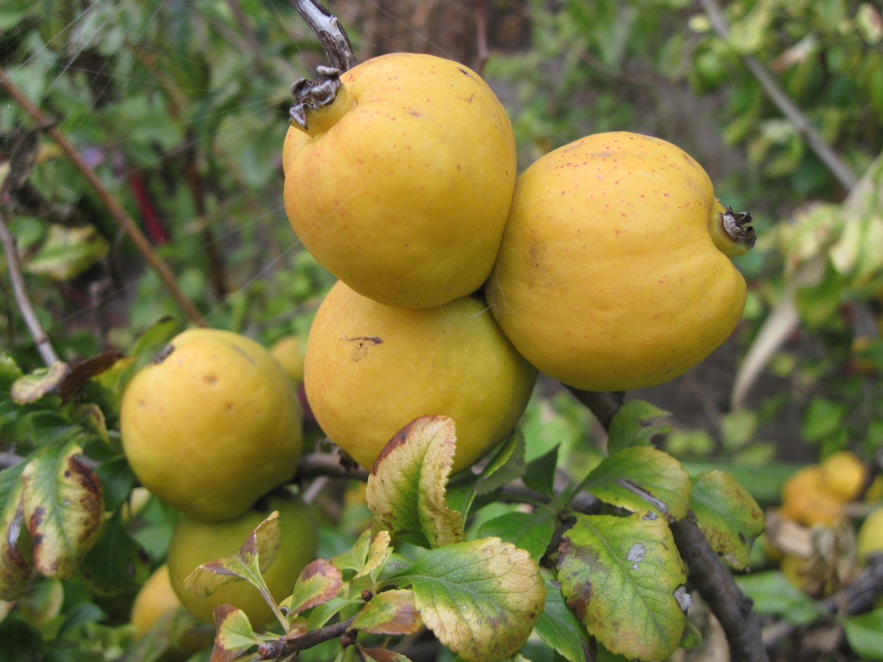 Зубутлинская айва