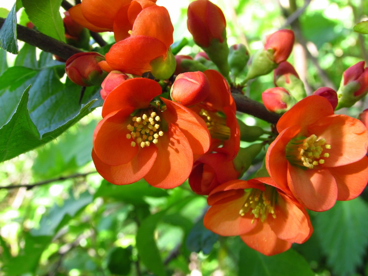 Айва (хеномелес) японская