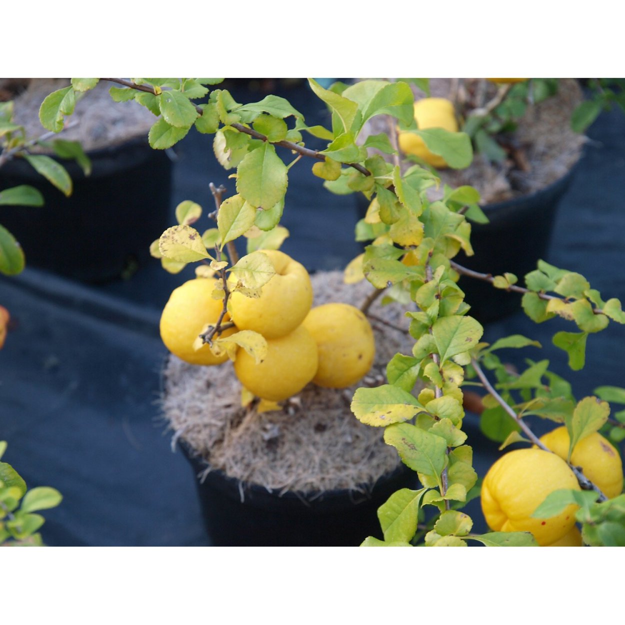 Айва японская cido (Сидо)