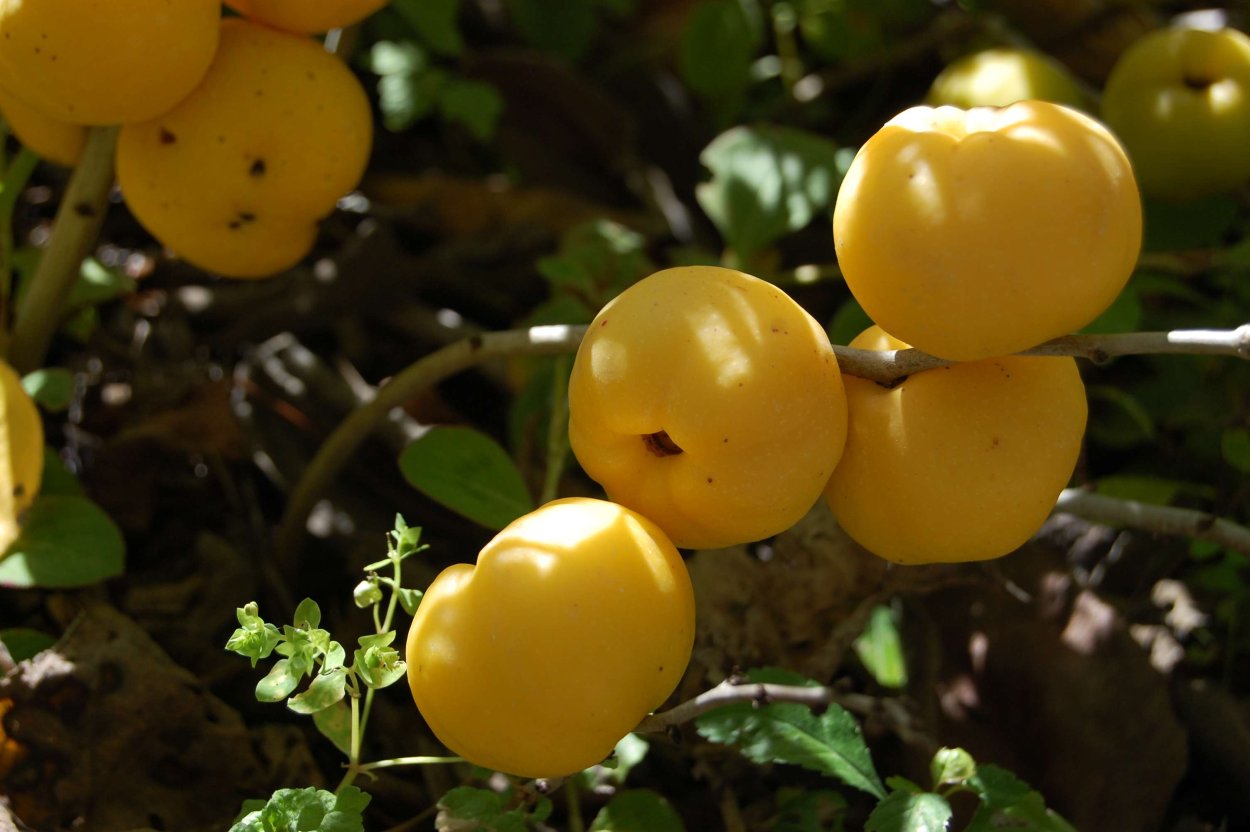 Айва прекрасная Фрисдорфер Тип