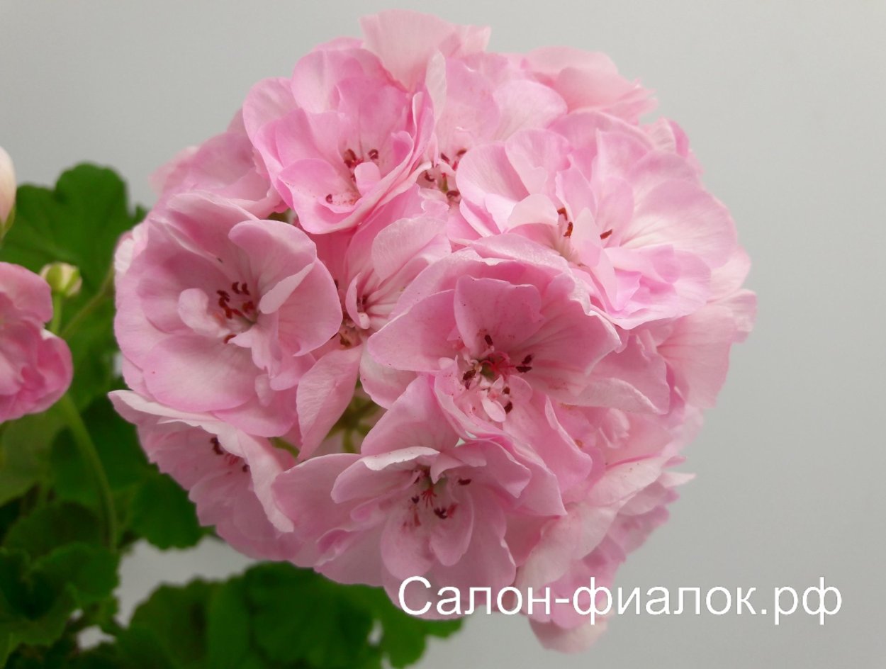 Пеларгония Santa Maria