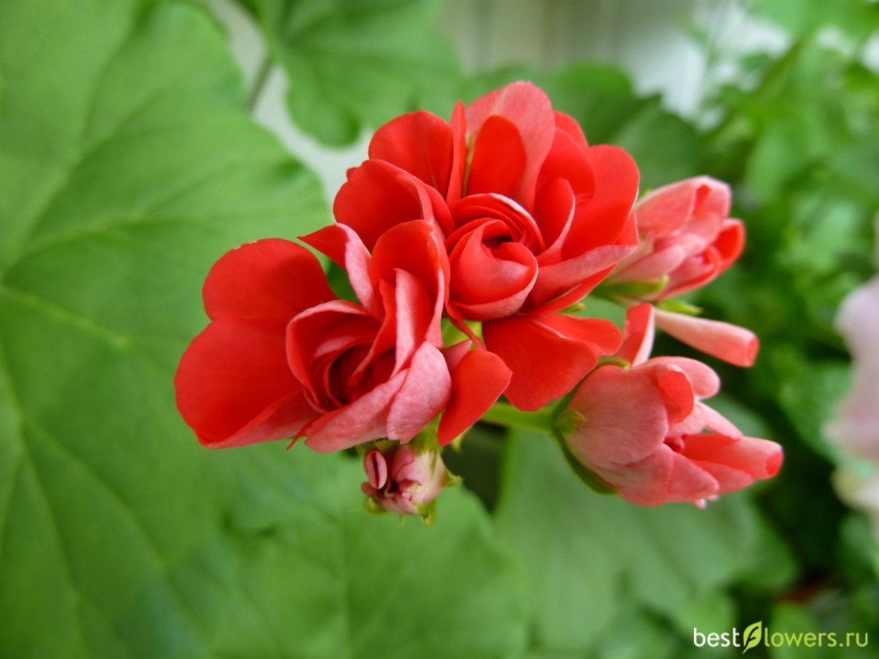 Apricot Queen пеларгония