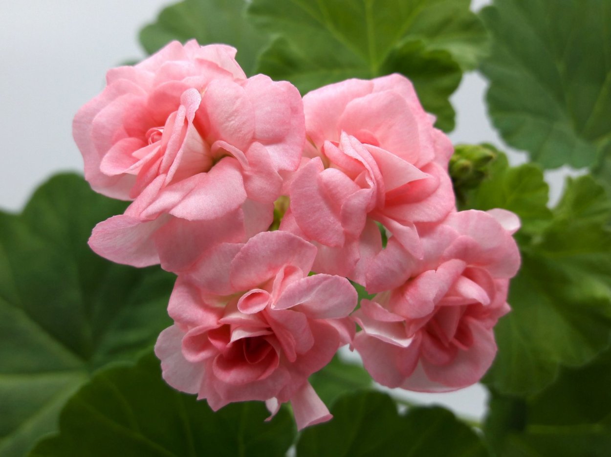 Пеларгония Агата