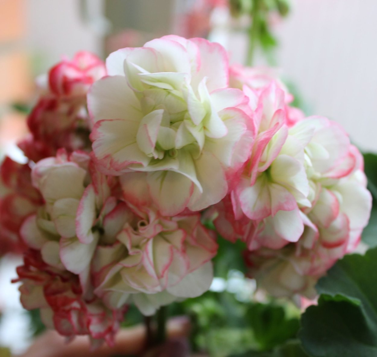 Пеларгония Королевская Salmon