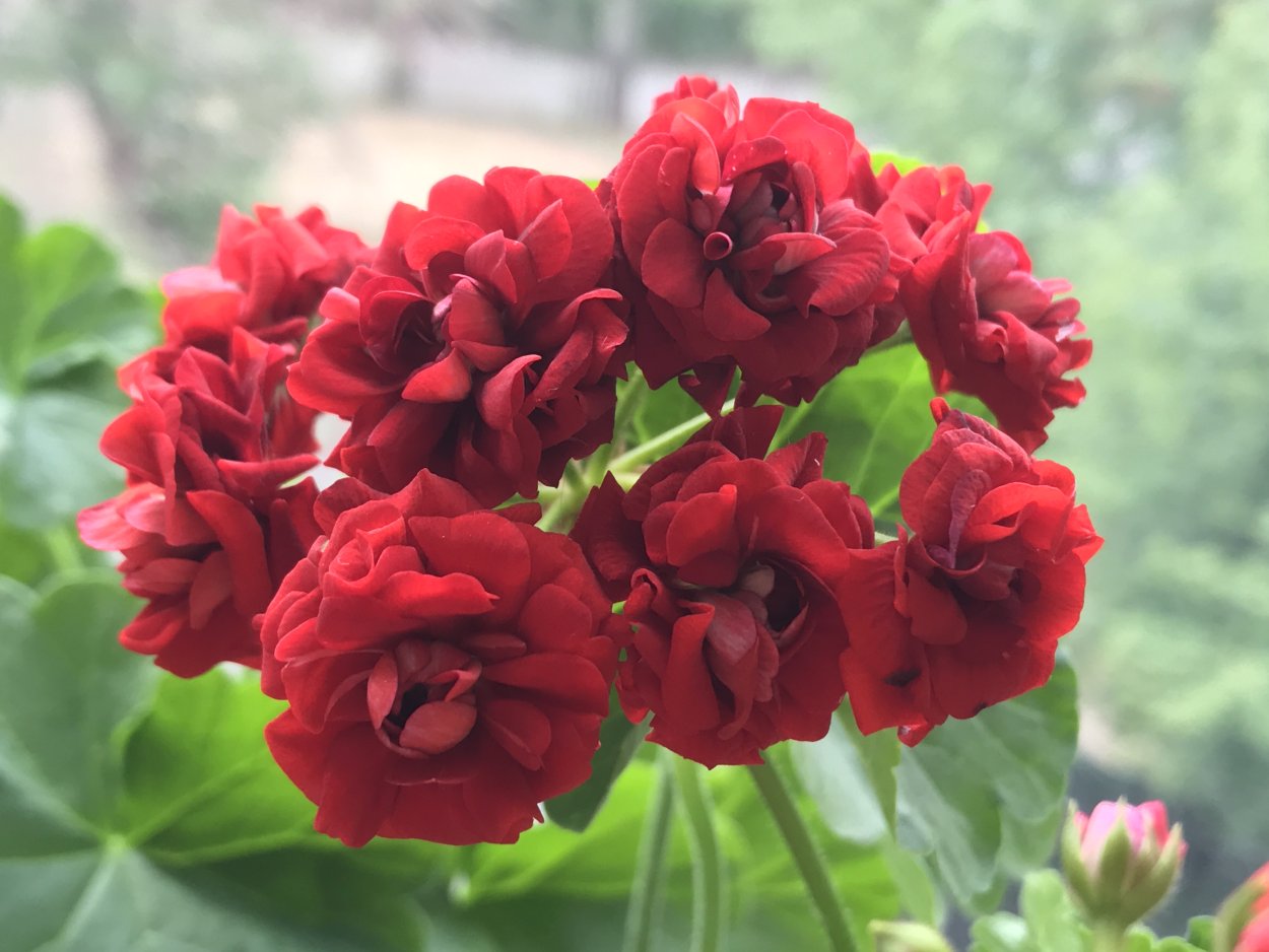 Герань Садовая