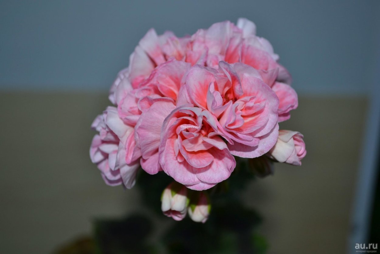 Пеларгония Таира Агата