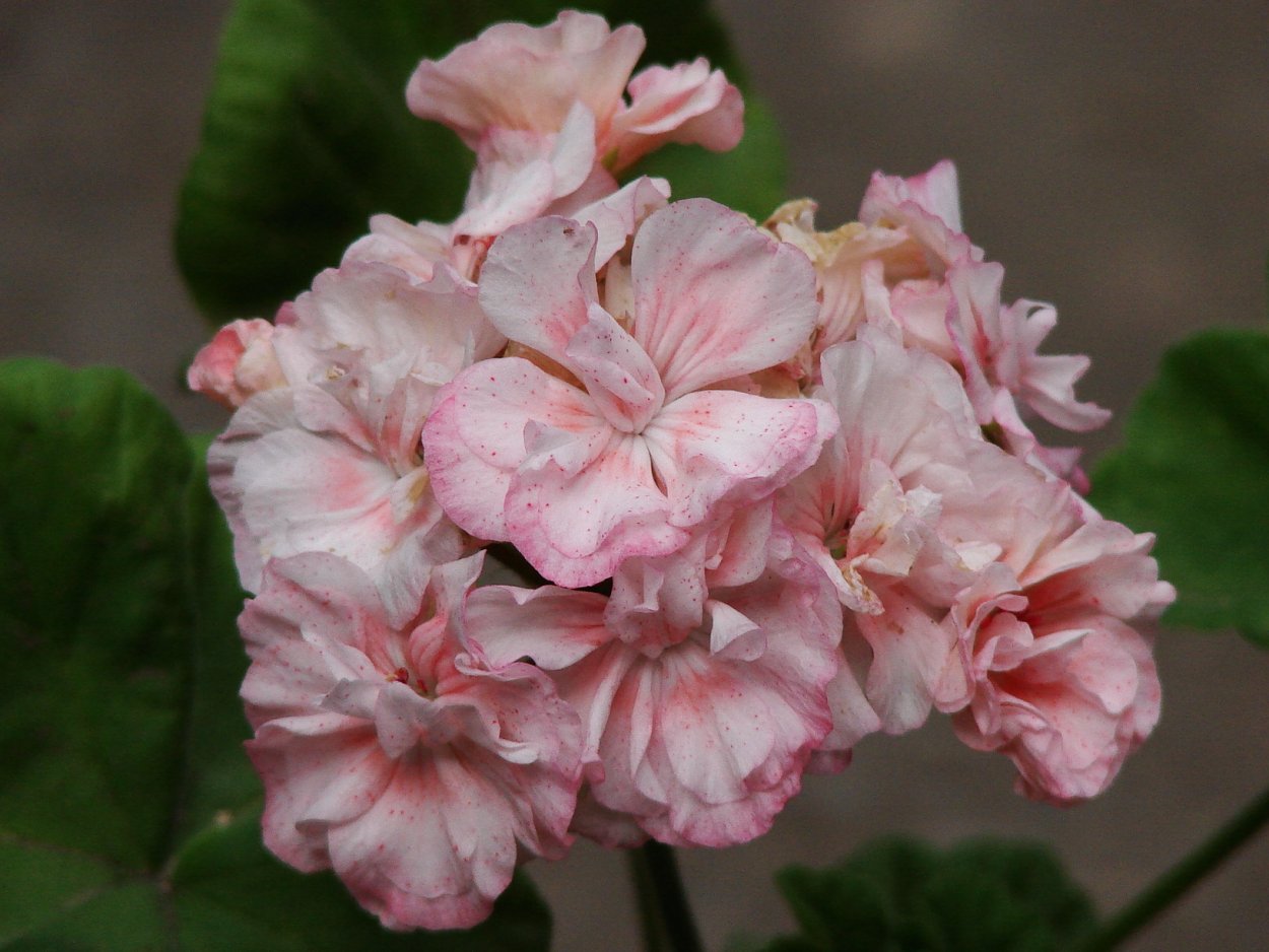 Пеларгония паудер Пафф