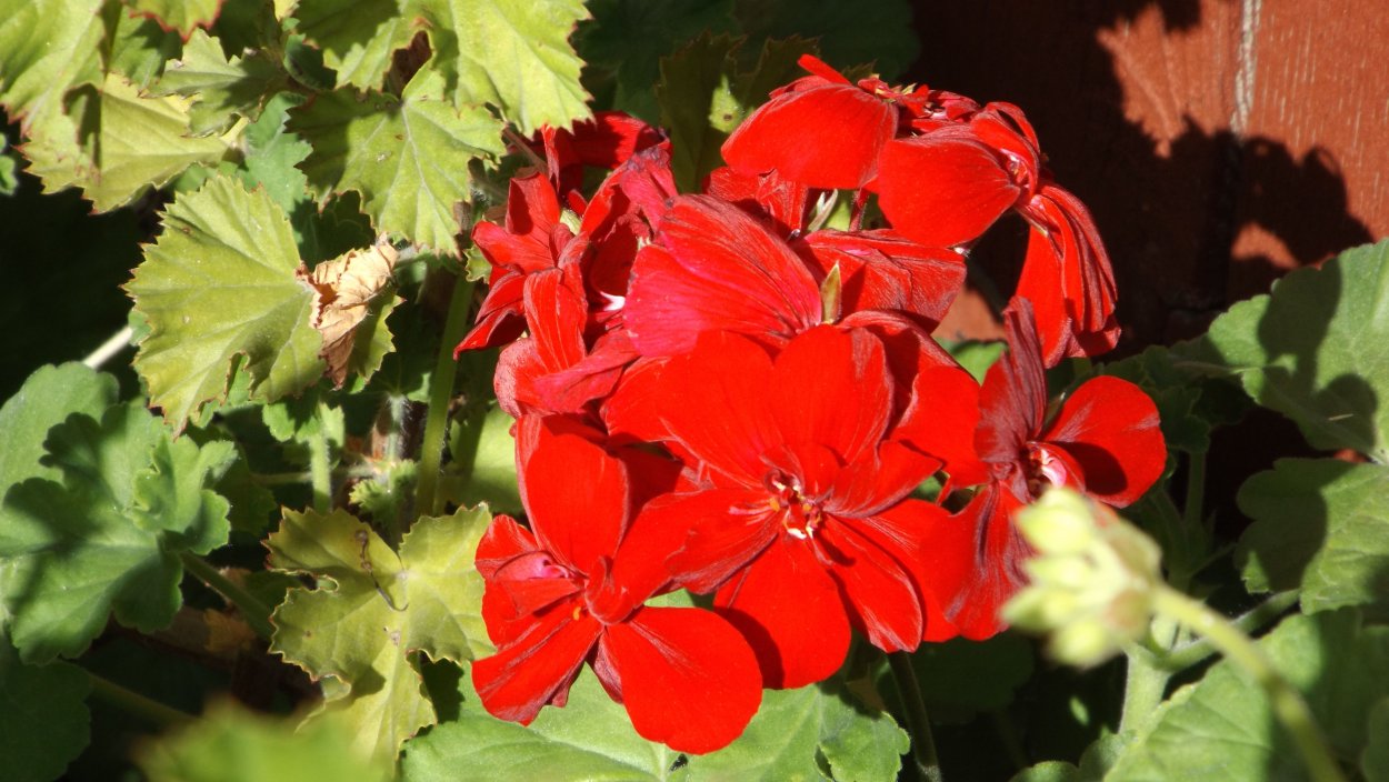 Пеларгония Peach Blossom