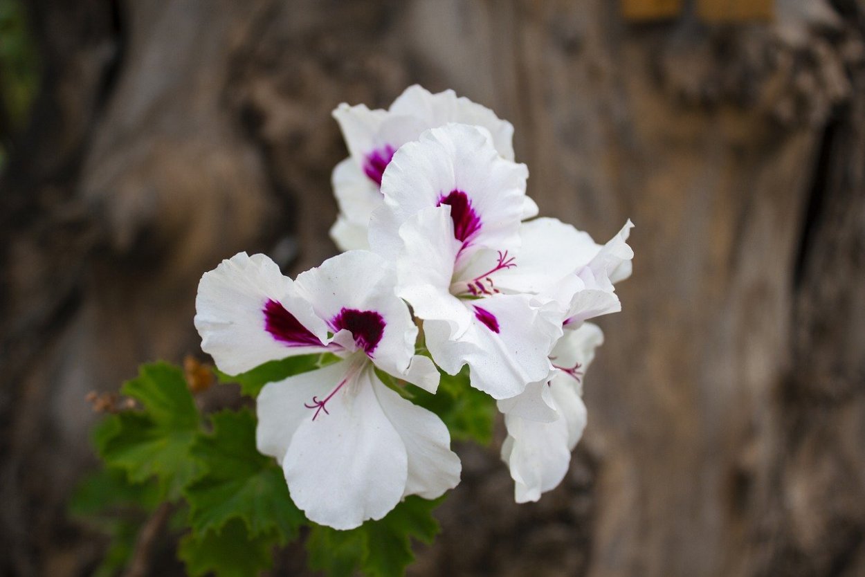 Пеларгония Millfield Gem