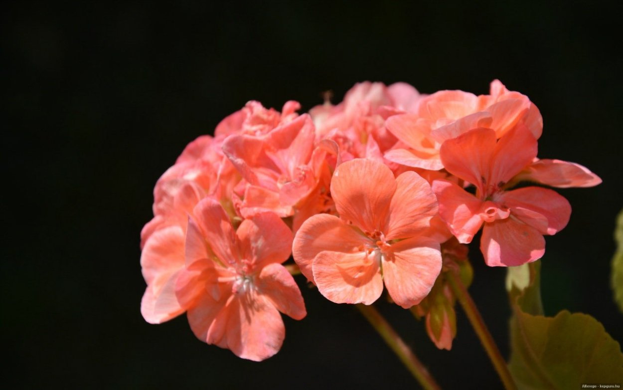 Пеларгония Brookside Bolero