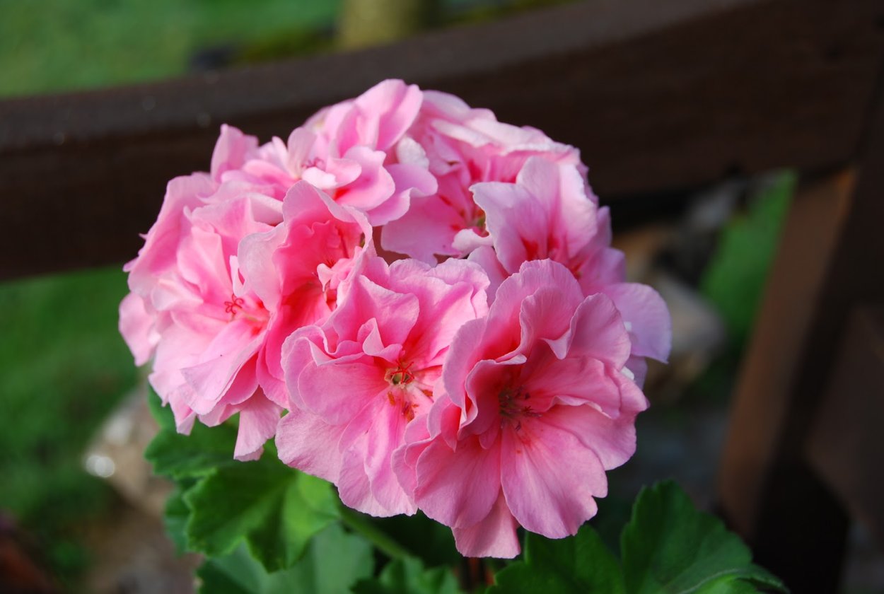 Пеларгония Pac Lorena